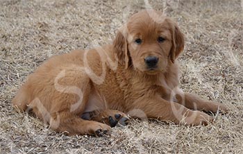 puppy from jasara golden retriever located in mccook nebraska