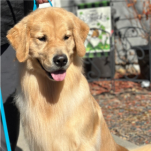 Jasara Golden Retrievers Flirt