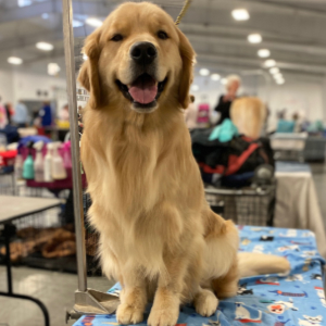 Jasara Golden Retrievers Flirt
