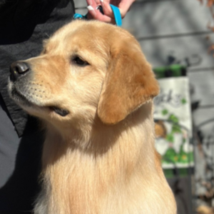 Jasara Golden Retrievers Flirt