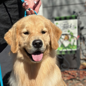 Jasara Golden Retrievers Flirt