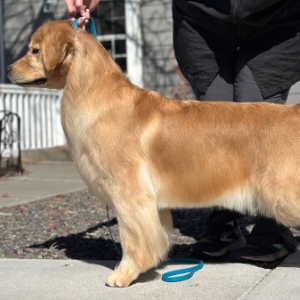 Jasara Golden Retrievers Flirt