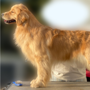 Jasara Golden Retrievers Flirt