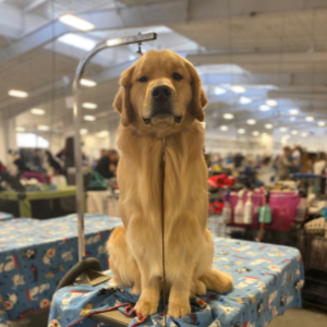 Jasara Golden Retrievers Flirt
