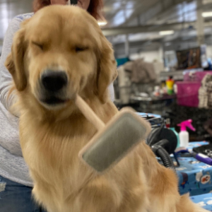 Jasara Golden Retrievers Flirt