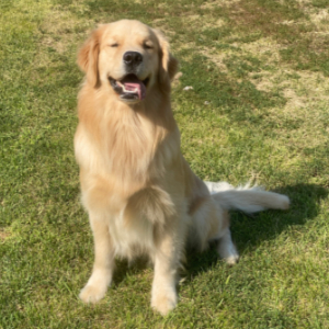 Jasara Golden Retrievers Flirt