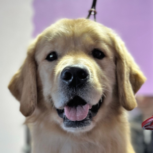 jasara golden retrievers flirt girls page
