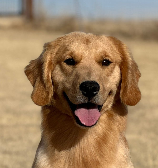 jasara golden retrievers roxy's girls page