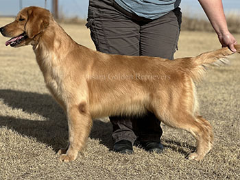 Jasara Golden Retrievers Roxy