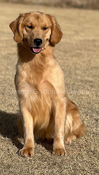 Jasara Golden Retrievers Roxy