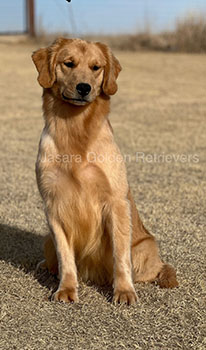 Jasara Golden Retrievers Roxy