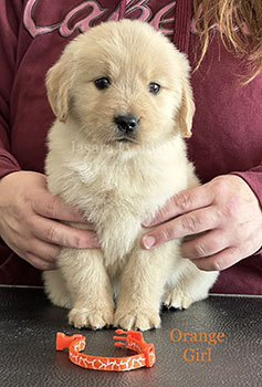Jasara Golden Retrievers Roxy