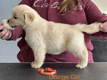 Jasara Golden Retrievers Roxy