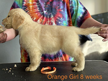 Jasara Golden Retrievers Roxy