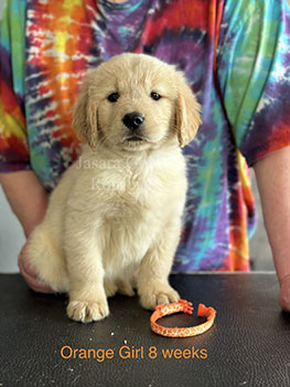 Jasara Golden Retrievers Roxy