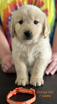 Jasara Golden Retrievers Roxy