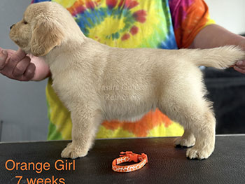Jasara Golden Retrievers Roxy