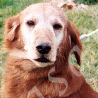 Jasara Golden Retrievers