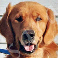 Jasara Golden Retrievers