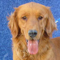 Jasara Golden Retrievers