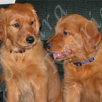 Jasara Golden Retrievers