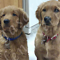 Jasara Golden Retrievers