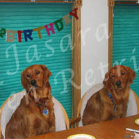 Jasara Golden Retrievers