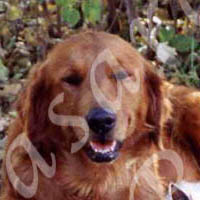 Jasara Golden Retrievers