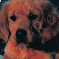 Jasara Golden Retrievers