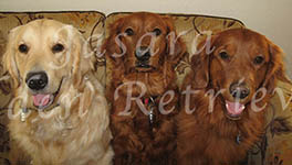 Jasara Golden Retrievers
