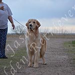 Jasara Golden Retrievers Ben