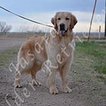 Jasara Golden Retrievers Ben