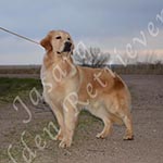 Jasara Golden Retrievers Ben