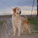 Jasara Golden Retrievers Ben
