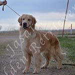 Jasara Golden Retrievers Ben