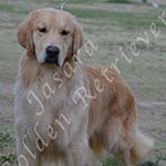 Jasara Golden Retrievers Ben