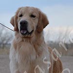 Jasara Golden Retrievers Ben