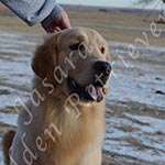 Jasara Golden Retrievers Ben