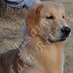 Jasara Golden Retrievers Ben