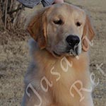 Jasara Golden Retrievers Ben