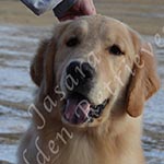 Jasara Golden Retrievers Ben
