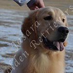 Jasara Golden Retrievers Ben
