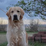 Jasara Golden Retrievers Ben