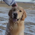 Jasara Golden Retrievers Ben