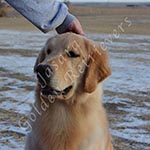 Jasara Golden Retrievers Ben