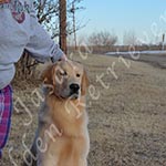 Jasara Golden Retrievers Ben