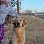 Jasara Golden Retrievers Ben