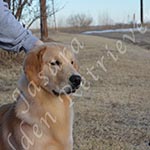 Jasara Golden Retrievers Ben