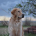Jasara Golden Retrievers Ben