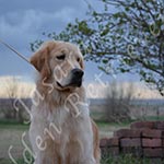 Jasara Golden Retrievers Ben